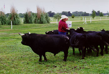 cattle