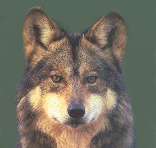 Standing Wolf